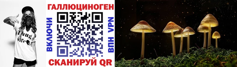 darknet состав  blacksprut сайт  Ржев  как найти наркотики  Псилоцибиновые грибы Psilocybine cubensis 